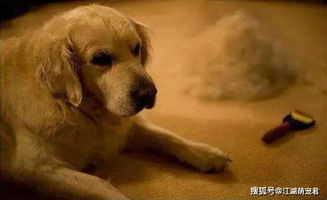 西施犬掉毛原因及护理，了解好养程度