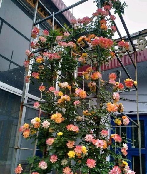 花架奇观，月季成景