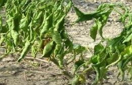 辣椒的种植与收获