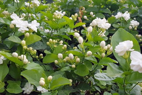 茉莉花藤长成后的修剪大揭秘