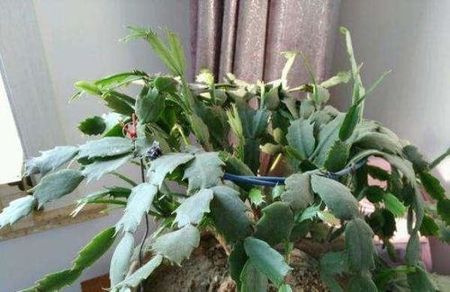 养花不这样做，难怪叶子掉光！爆款花卉养护秘诀！