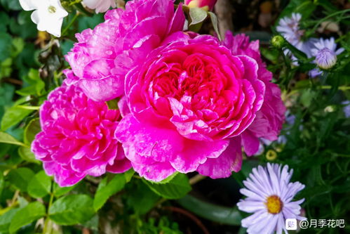 花开如潮， 安妮公主月季的魅力
