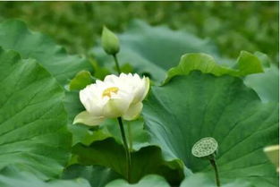 一、 光照和温度，荷花的生命力之源