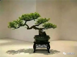 为什么落叶海棠盆景移植后栽土里会死亡？