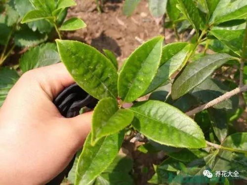 树根干上涂石灰：老方法新花样