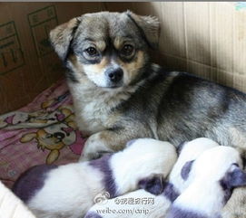 小狗尾巴像风车？摇来摇去萌翻啦