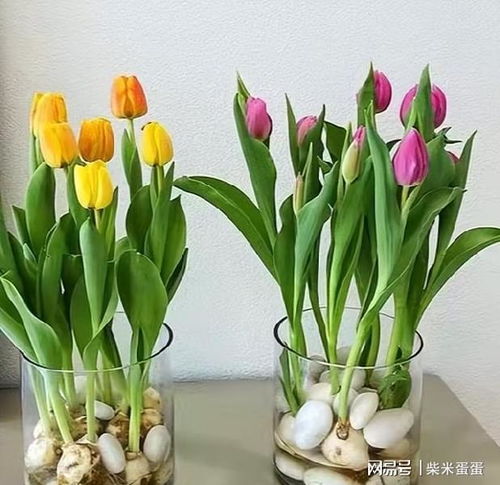 郁金香养殖指南：土培方法与注意事项，打造绚丽花卉园