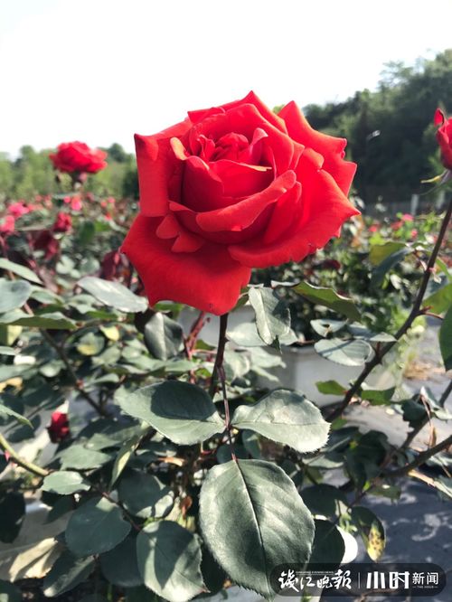 杭州高架月季花开， 美丽绽放