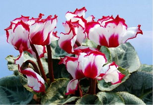 冰雪浇灌：紫罗兰的生存技巧