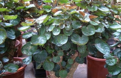 金钱兜浇水的那些事儿