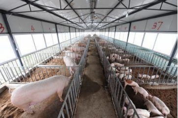 高效仔猪保育，打造绿色养殖新模式