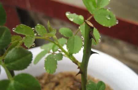 泡制玫瑰枝条的秘诀