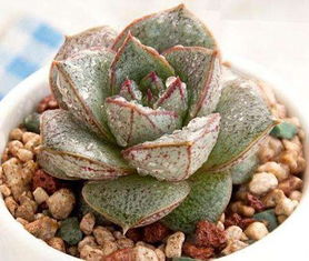 大和锦多肉养植入门