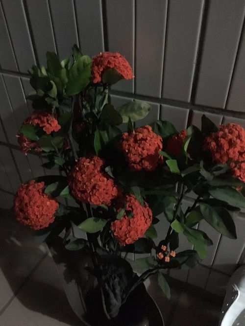 花儿的奥秘：那颗红心