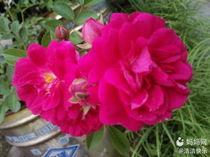 蔷薇花种类多多