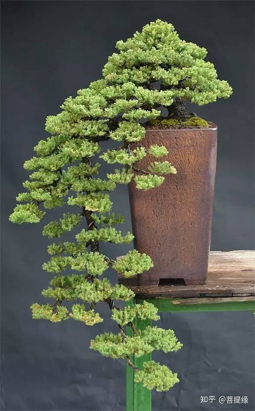 盆景出租，按月收费