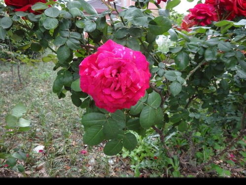 藤本月季的养殖要点