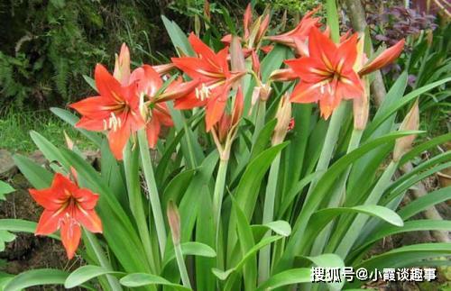 花孔雀：越晒越美， 丝绒质感，泛出金属光泽