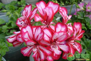 买苗时的三大陷阱