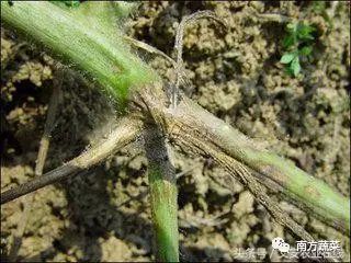 如何有效预防南瓜烂蔓，采取哪些措施防治南瓜病害