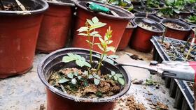 月季小苗收货后的洗根问题