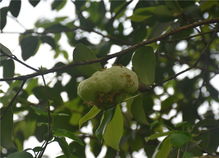 海南适合种植山茶油吗？湖北茶树基地联系电话