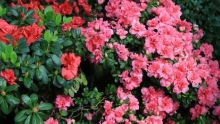 杜鹃花浇水需掌握技巧，注意浇水量和频率