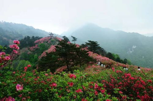 冬日的坚韧绿意