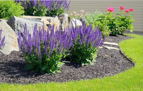 野花草甸的种植建议