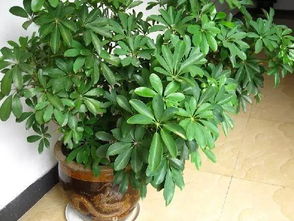 鹅掌柴：室内甲醛的“终结者”