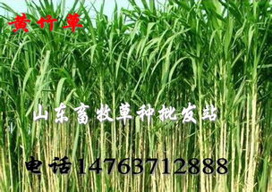 耐涝草种筛选清单