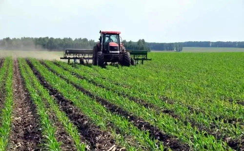 生地苗适合什么除草剂？