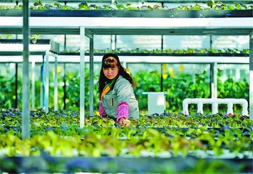 现代花卉种植的高效经营策略：揭秘池塘养鱼的生产特点