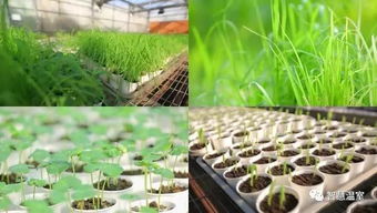 南方地区高温多雨， 优先选择耐湿热作物