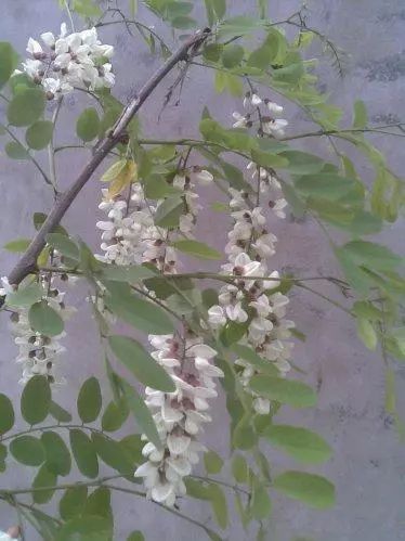 洋槐树花蜜产量如何