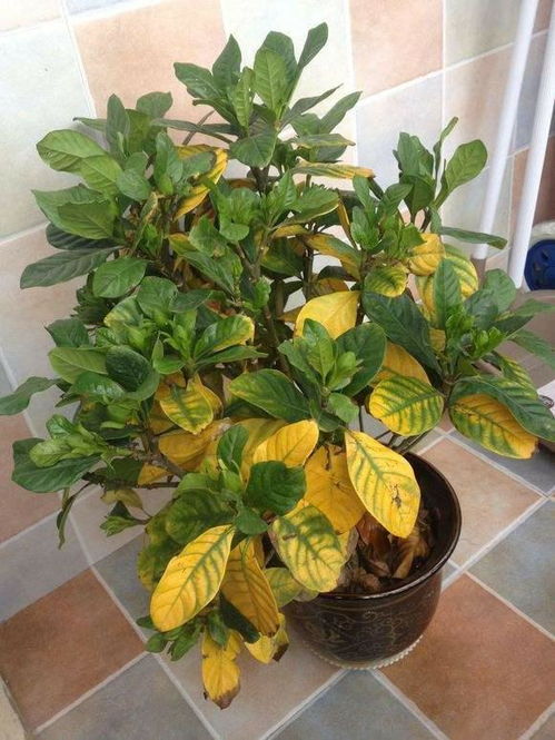 20年养花经验，揭秘花草黄叶真相！