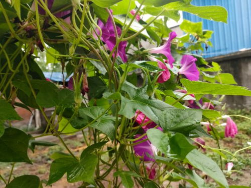 白色花的奥秘：无色也有大不同