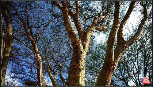 合欢树的神奇之处：夜间叶子为何合拢？