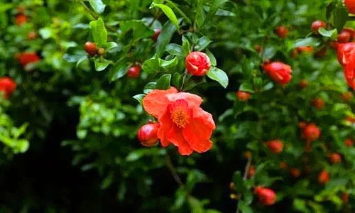 哪些品种再美也别碰