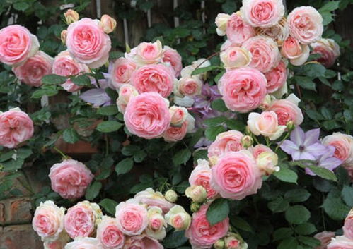 秋天来了月季的笋芽到底剪不剪呢？