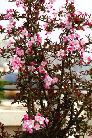 早春花卉的品种介绍