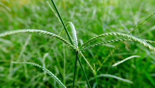 种植参数对照表