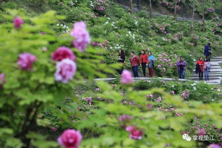 菏泽牡丹花何时绽放？3月赏花攻略