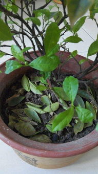 山茶花叶子掉落的原因分析