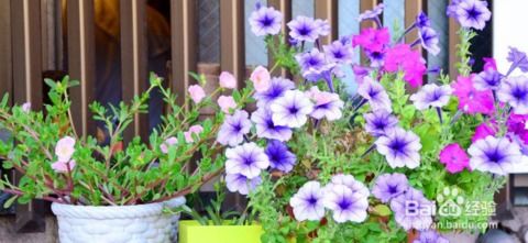 春季家庭养花指南：必备要点及推荐植物