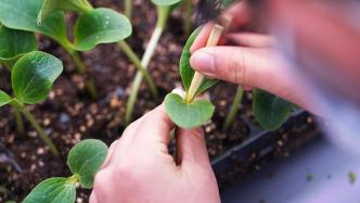 红豆种植全攻略，播种至防虫