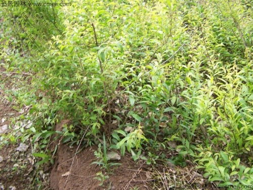 催芽技巧， 像谈恋爱一样