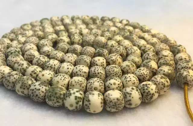 星月菩提树图片，这棵树品种独特吗