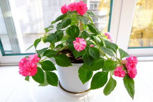 四季花开， 美不胜收