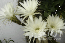 昙花烂根了怎么办？有没有有效的治疗方法可以挽救